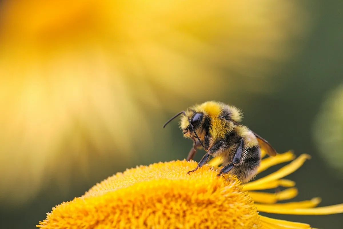 En humlebi på en gul blomst, dækket af pollen.