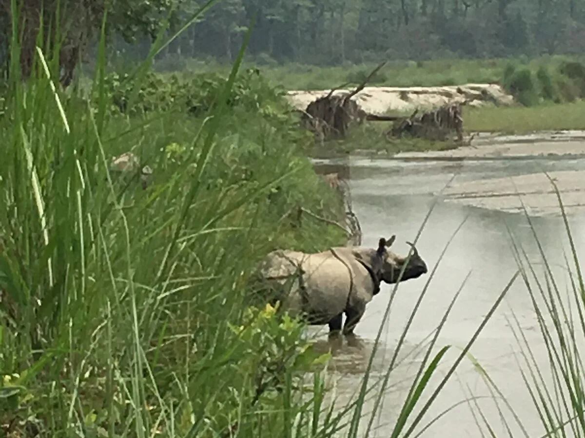 The jungle at Chitwan National Park.