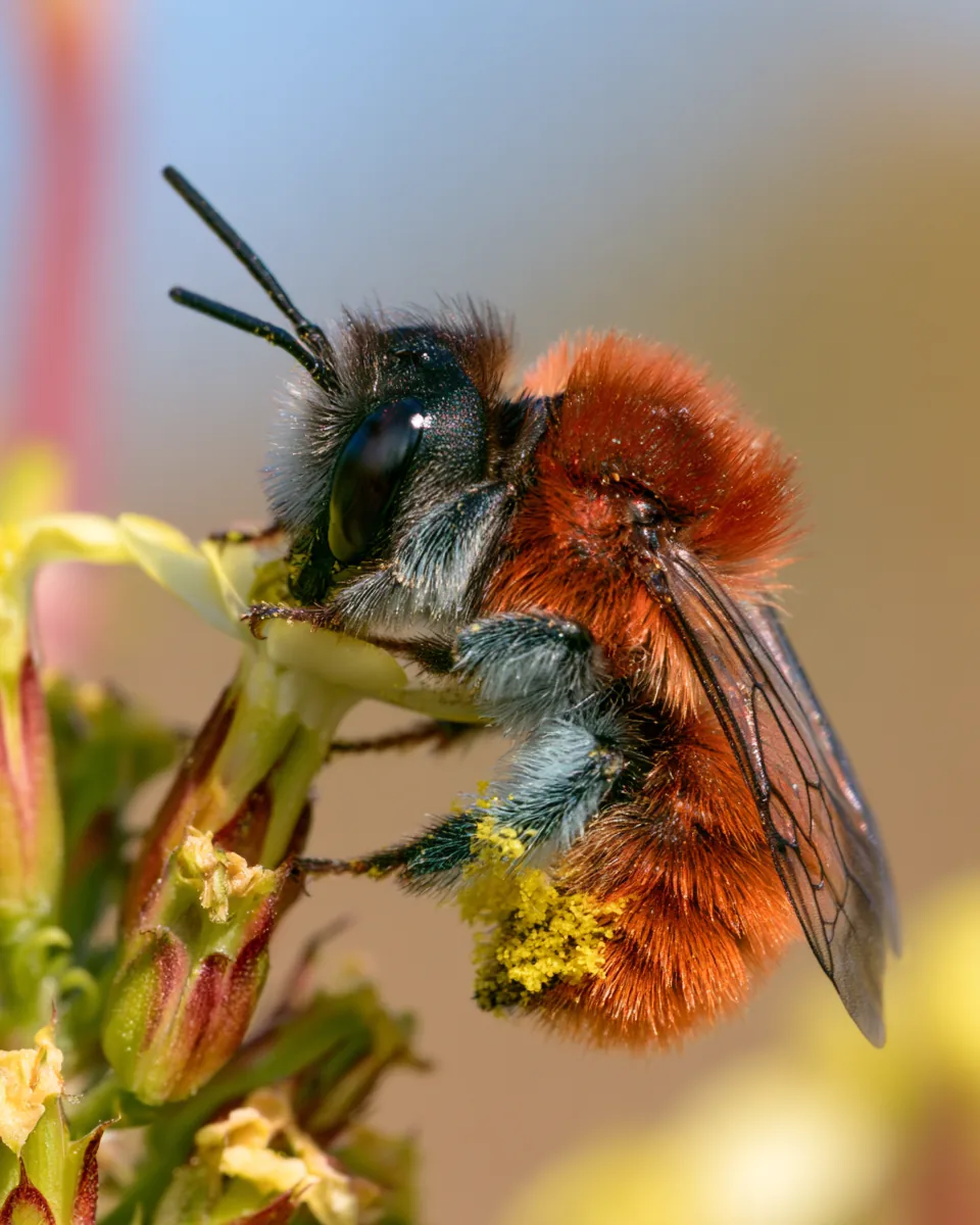 An Osmia bee close up on a pale flower, with rust-orange fur, a dark head and yellow pollen on its legs.