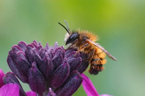 En Osmia-bi arbejder på en mørklilla blomst — rustorange pels, mørkt hoved, vingerne foldet langs ryggen.