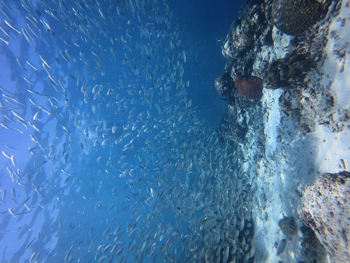 La migración de sardinas en Moalboal.